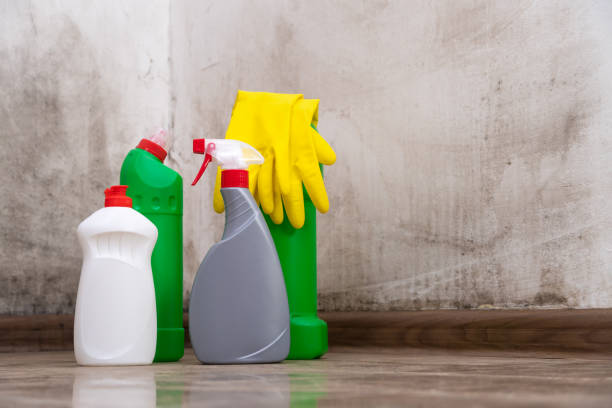 Why You Should Choose Our Mold Remediation Services in Gladewater, TX